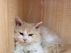 -山宅一喵德文卷毛猫舍