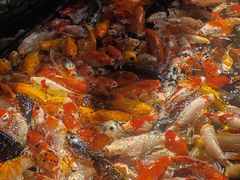 -番禺宾馆丽苑厅