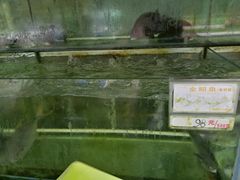 金昌鱼-钱大妈海鲜饭店(保利林语店)