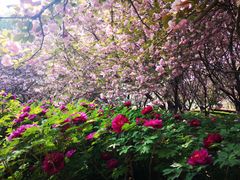-洛阳市隋唐城遗址植物园