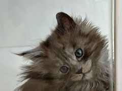 -青奢宠物·青奢猫舍