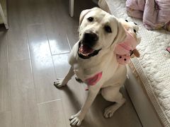 -PAWTOY爪e玩偶店(天兴罗斯福店)