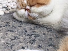 -喵屿·大理花园猫咖