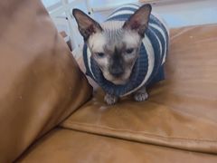 -李小姐の猫咖啡馆(五角场店)