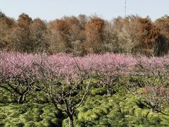 -上海海湾国家森林公园