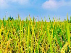 -中国天府农业博览园