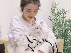 -喵百万·布偶·蓝金金渐层英短·猫舍(百子湾店)