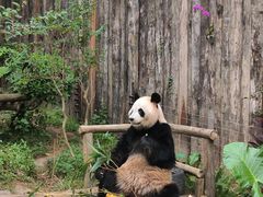 -深圳野生动物园