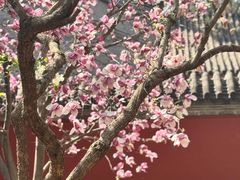 -红螺寺
