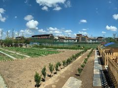 -上海崇明金茂凯悦酒店