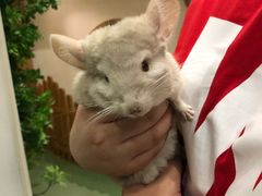-藦茜花园宠物主题亲子互动体验馆(国顺东路店)