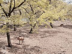 -合肥野生动物园