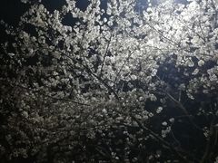 -武汉大学-樱园