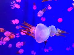 -成都浩海立方海洋公园