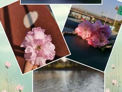 -高东镇樱花园