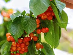 -桃源山庄·水蜜桃采摘·柴火鸡·烧烤团建(龙泉山店)