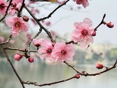-顾村公园