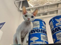 -琪喵猫屋·撸猫猫咖·猫舍