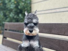 -德元·美联众合24小时动物医院(总院)