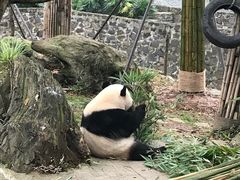 -都江堰中华大熊猫苑