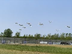 -盐城丹顶鹤湿地生态旅游区