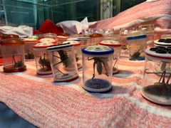 -万商花鸟市场