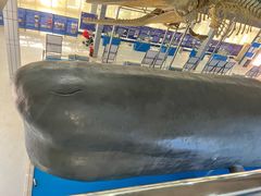 -上海海洋大学鱼文化博物馆(军工路校区)