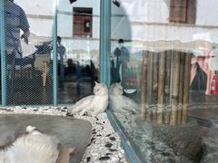 -喵屿·大理花园猫咖