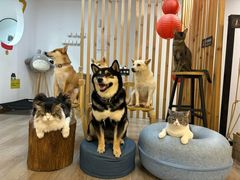 -柴迷FANS CLUB·柴犬狗咖·猫咖