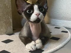 -山宅一喵德文卷毛猫舍