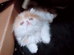 -Bastet sally猫舍购宠(静安店)