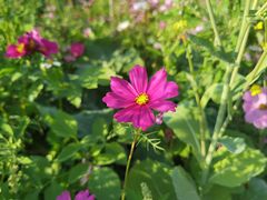 -光明小镇欢乐田园