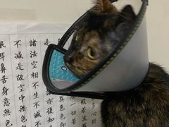 -艾贝尔宠物医院·24H转诊中心·肿瘤猫专科(江宁双龙店)