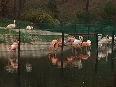 iphone_upload_pic-西安秦岭野生动物园