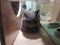 -BABIT巴比特宠物(MOMOPARK店)