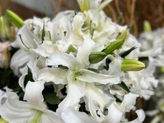 -双季花艺园艺市场(浦东店)