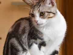 -飞行喵MR PILOT|猫舍·猫咖(静安大融城店)