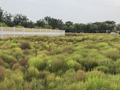 -天津东丽湖风景区