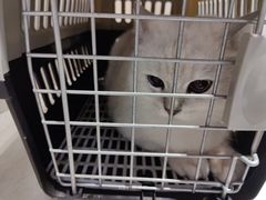 -伟伟宠物医院·瑞派猫友好医院·猫科(光谷店)