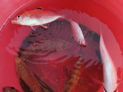 -小猫钓鱼海钓俱乐部(椰梦长廊店)