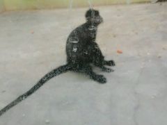 -石家庄市动物园