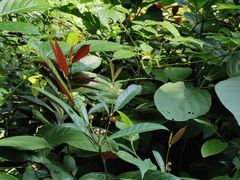 -广西壮族自治区药用植物园