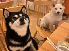 -柴の食堂·日式家庭料理·熊之肆(大学路店)