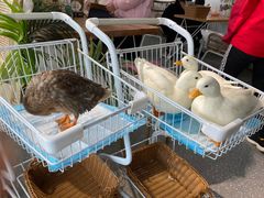 -共舞时光猫咖·狗咖(新街口店)