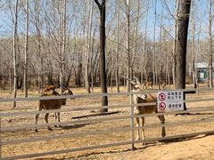 -秦皇岛野生动物园