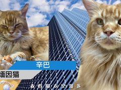 猫零食-藏猫猫咖啡主题馆(中央大道店)