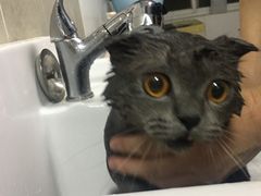-叮叮猫咪生活馆
