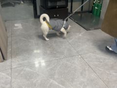 -半岛宠物医院24小时(白果林店)