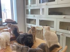 -楼上猫咖(罗湖店)