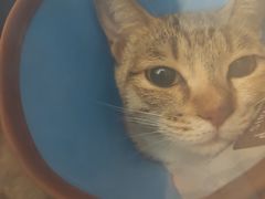 -瑞派康怡24h宠物医院·犬猫医疗中心·微创绝育(瑞景分院)